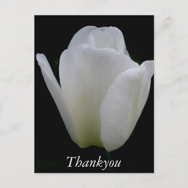 Cartão Postal Tulipa branca (Frente)