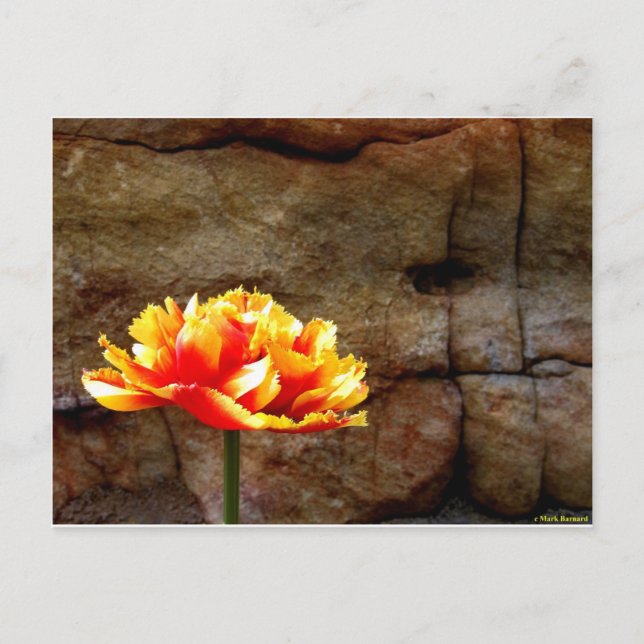 Cartão Postal Tulipa Brilhante (Frente)