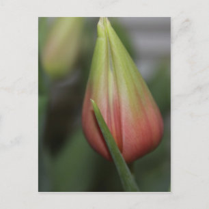 Cartão Postal Tulipa Budding nº 2