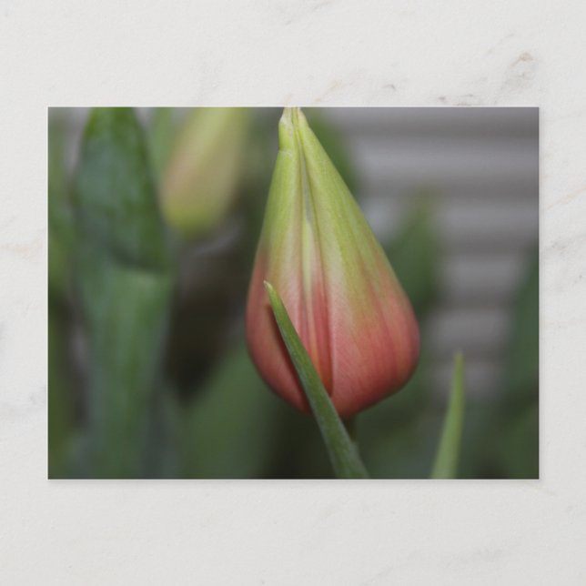 Cartão Postal Tulipa Budding nº 2 (Frente)