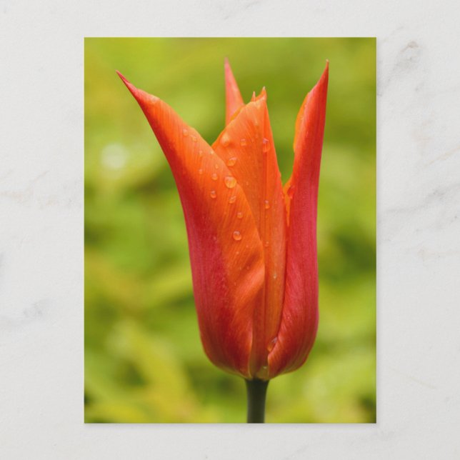Cartão Postal Tulipa com gotículas de água 1 (Frente)