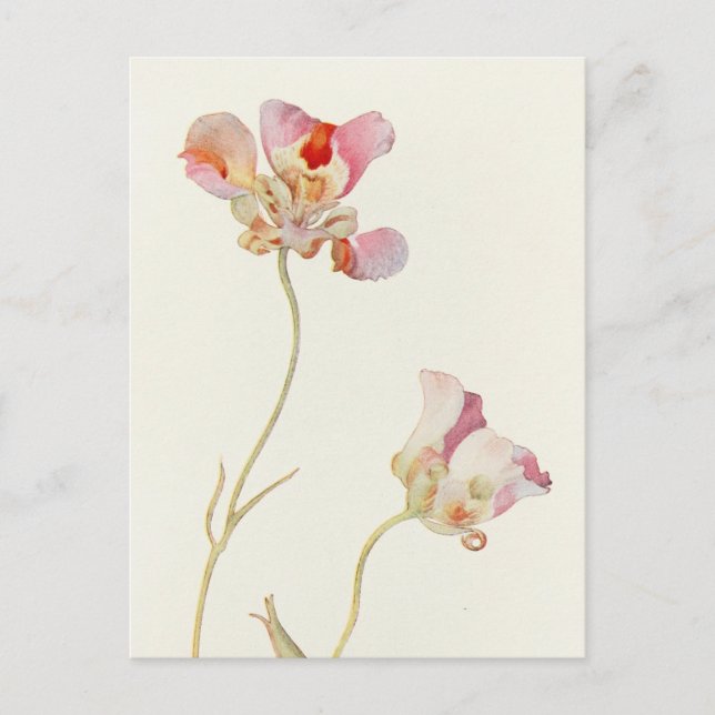 Cartão Postal Tulipa da borboleta por Margaret Armstrong (Frente)