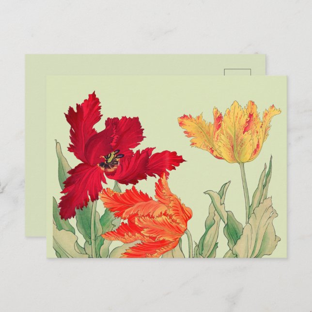 Cartão Postal Tulipa de papagaio, Floral (Frente/Verso)