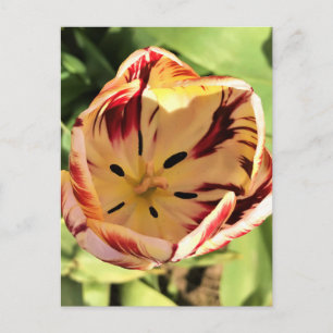 Cartão Postal Tulipa dentro vermelha e branca
