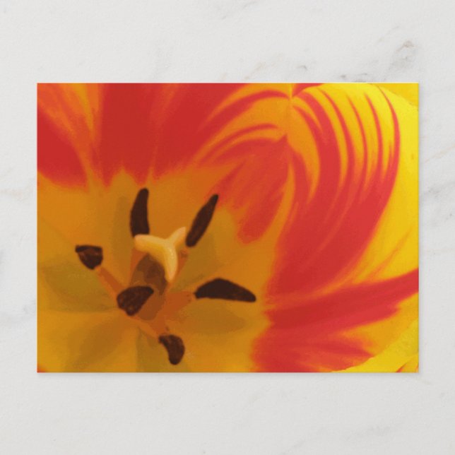 Cartão Postal Tulipa Flamejante (Frente)