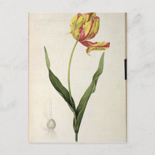 Cartão Postal Tulipa gesneriana dracontia