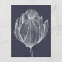 Tulipa monocromática I