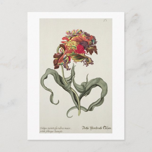 Cartão Postal Tulipa Monstrosa Rubra Maior da Phythanthoza Ic (Frente)