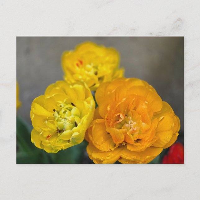 Cartão Postal Tulipa Peônia (Frente)