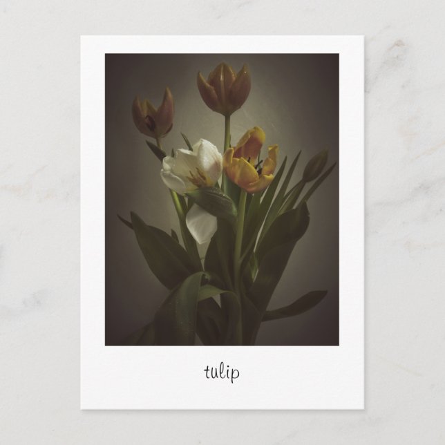 Cartão Postal "tulipa" por Heidi Rondak Fotografia (Frente)