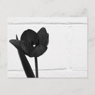 Cartão Postal Tulipa Preta