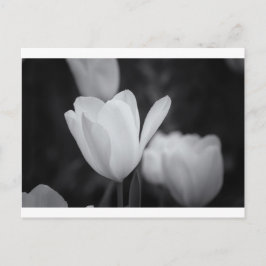 Cartão Postal Tulipa Preta e Branca