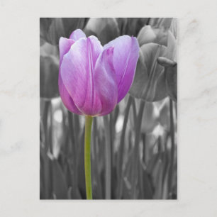 Cartão Postal Tulipa primavera púrpura a preto e branco