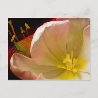 Cartão Postal Tulipa Rosa
