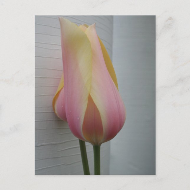 Cartão Postal Tulipa Rosa bonito (Frente)