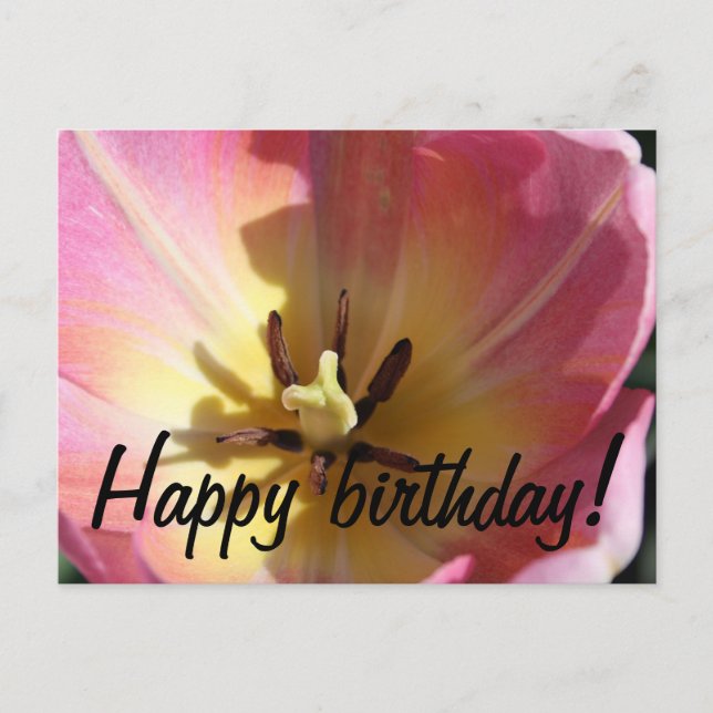 Cartão Postal Tulipa rosa e amarela (Frente)
