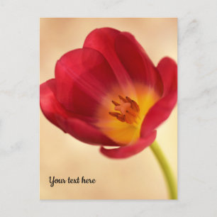 Cartão Postal Tulipa Rosa Única