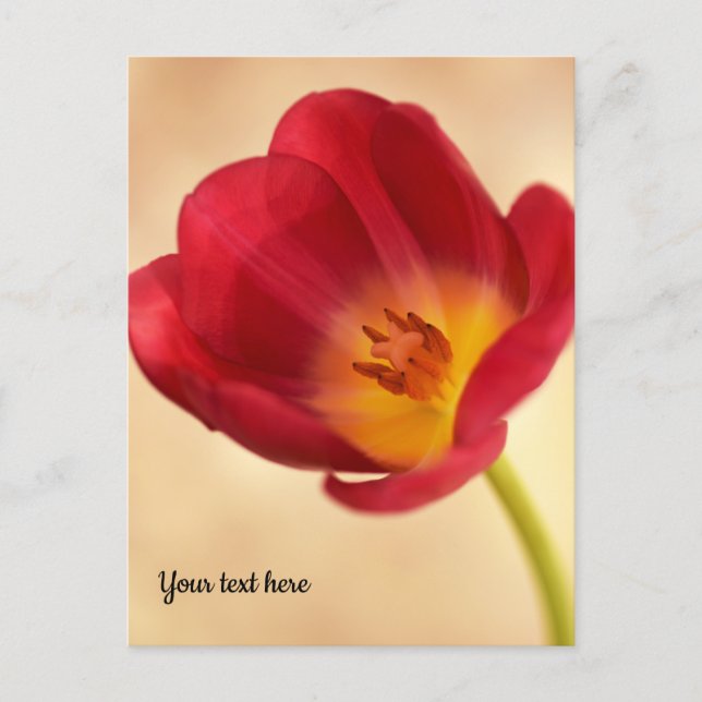 Cartão Postal Tulipa Rosa Única (Frente)
