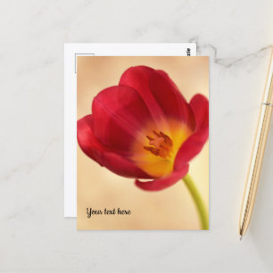Cartão Postal Tulipa Rosa Única