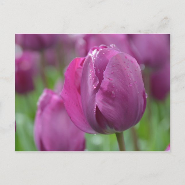 Cartão Postal Tulipa Roxa com gotas de água (Frente)