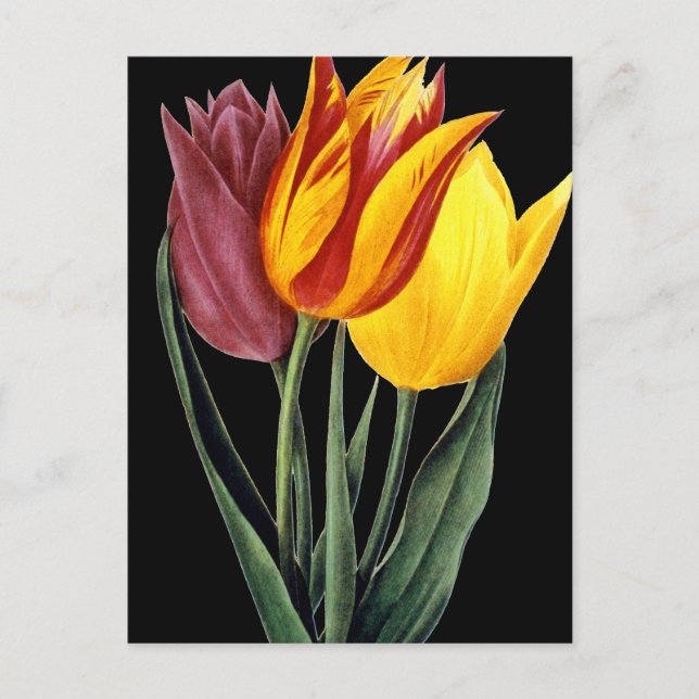 Cartão Postal Tulipa (Tulipa Gesneriana) (Frente)