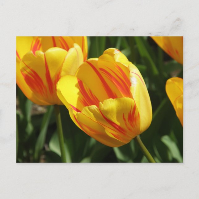 Cartão Postal Tulipa Variegada Amarela (Frente)