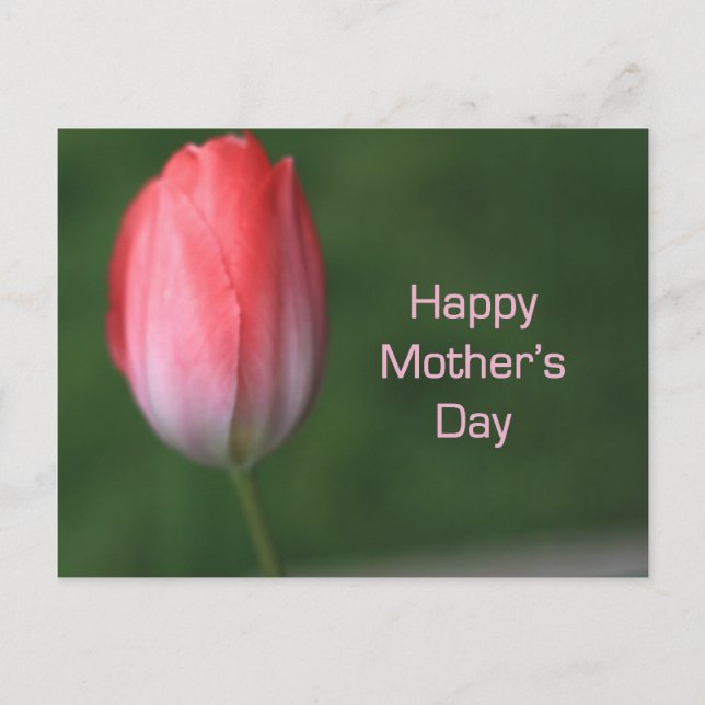 Cartão Postal tulipa vermelha, dia de as mães feliz (Frente)