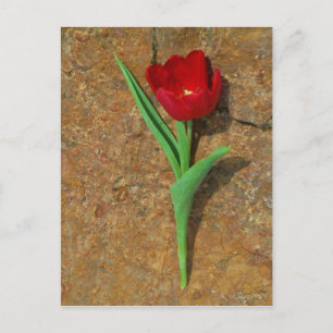 Cartão Postal Tulipa vermelha e amarela