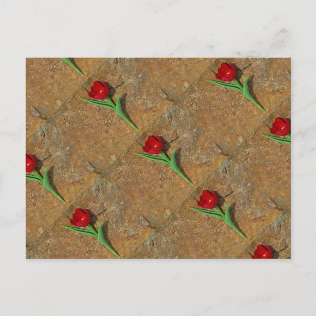 Cartão Postal Tulipa vermelha e amarela (Frente)