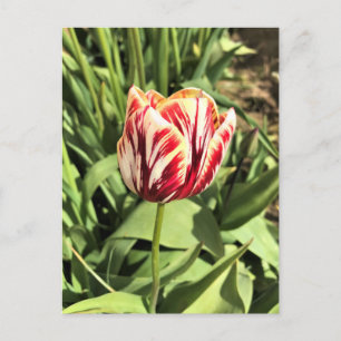 Cartão Postal Tulipa Vermelha e Branca
