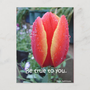 Cartão Postal Tulipa Vermelha e Gotículas florais Seja Fiel a Vo