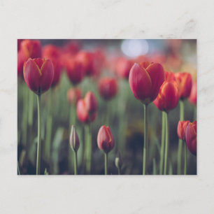 Cartão Postal Tulipa Vermelha e Rosa Flores Fotografia Floral