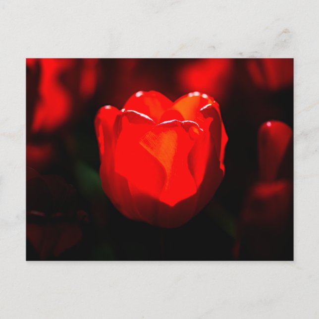 Cartão Postal Tulipa Vermelha - Fogo (Frente)