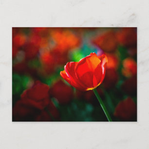 Cartão Postal Tulipa vermelha - Mistério do florescimento