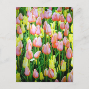Cartão Postal tulipas