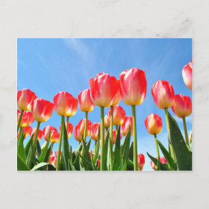 Cartão Postal Tulipas