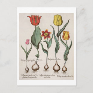 Cartão Postal Tulipas: 1.Tulipa lutea maculis rubens; 2.Tulipa a