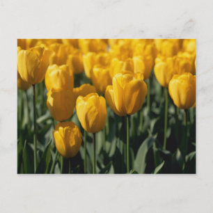 Cartão Postal Tulipas 3