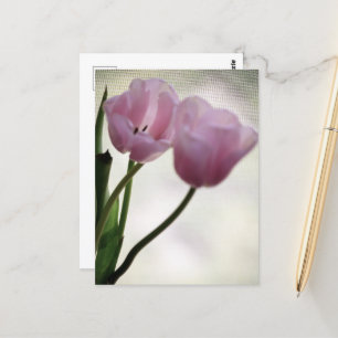 Cartão Postal Tulipas 3265