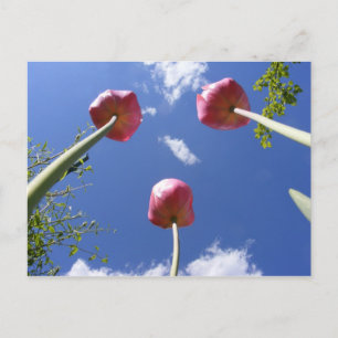 Cartão Postal Tulipas 3 'Visualização de vermes' ~ cartão-pos