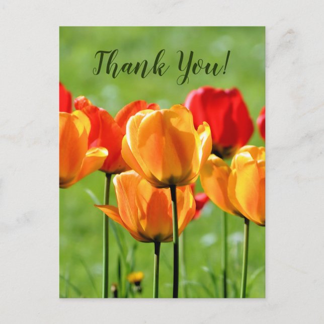 Cartão Postal Tulipas Amarelas E Vermelhas (Frente)