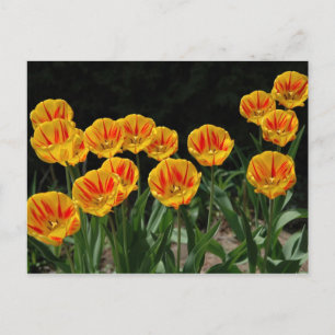 Cartão Postal Tulipas amarelas e vermelhas