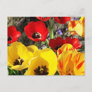 Cartão Postal Tulipas Amarelas e Vermelhas