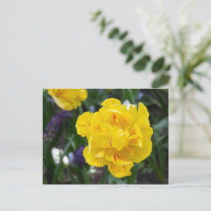 Cartão Postal Tulipas amarelas fofas no jardim