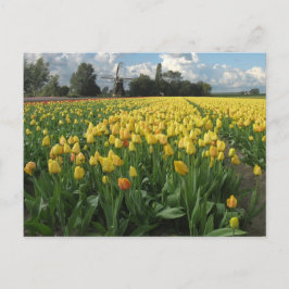 Cartão Postal Tulipas Amarelas no Campo Holandês
