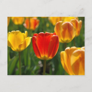 Cartão Postal Tulipas Amarelas, Tulipas Laranja
