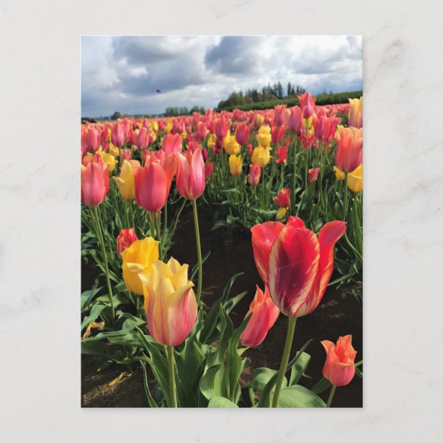 Cartão Postal Tulipas bonito de Primavera em campo, Oregon (Frente)