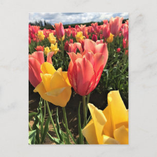 Cartão Postal Tulipas bonito de Primavera em campo, Oregon