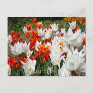 Cartão Postal Tulipas brancas e alaranjadas no jardim