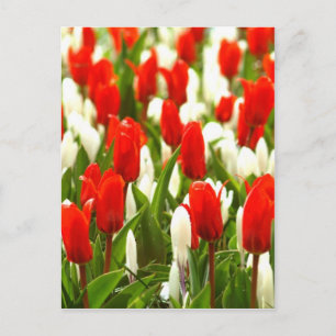 Cartão Postal Tulipas brancas e vermelhas